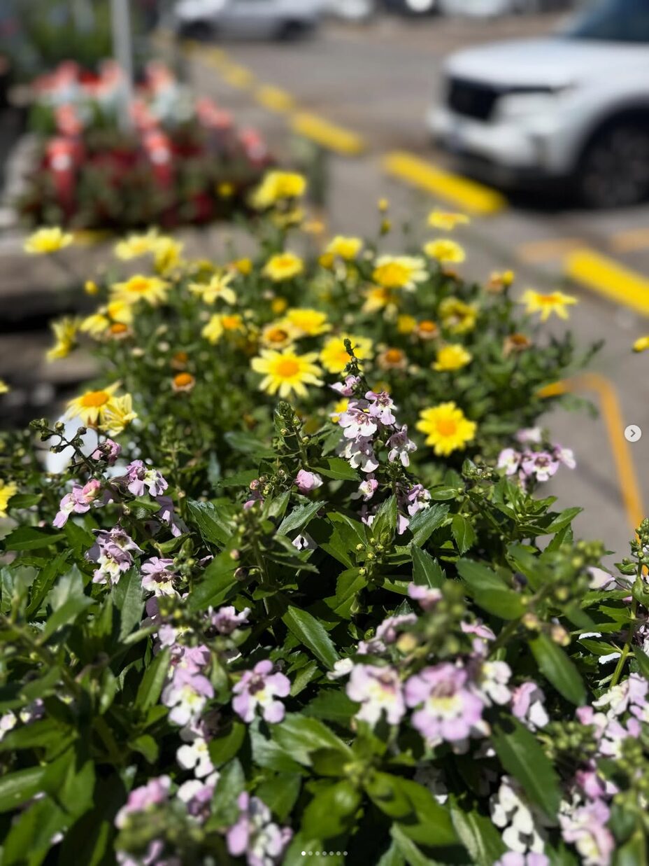 Spring at Dan West Garden Center