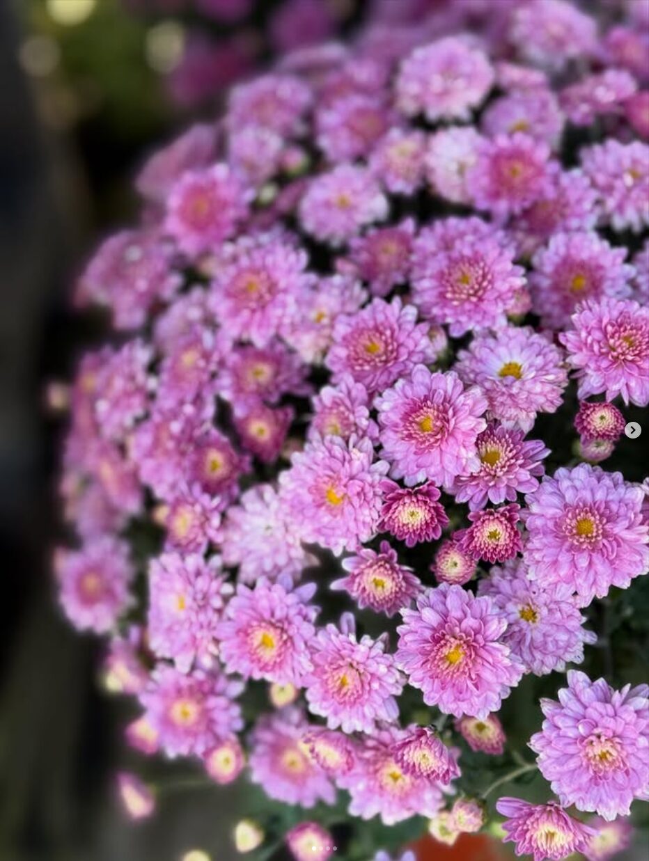 Chrysanthemums at Dan West Garden Center